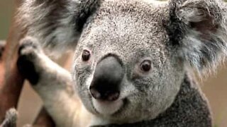 Avez-vous déjà entendu un koala émettre ce son?