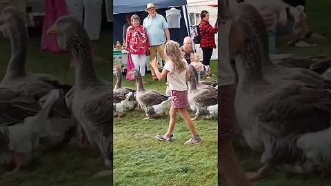 die Gänse sind los, Gänsemarsch beim Dorfmarkt in Riddagshausen #shorts #shortvideo #braunschweig