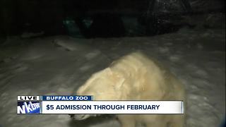 $5 Polar Bear days at the Buffalo Zoo