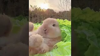 FUNNY RABBIT IN WEEKEND