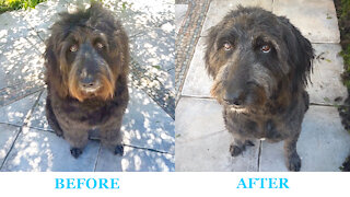 Brie dog gets a haircut on Spa Day