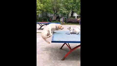 #funny creation of cute animal #dogs funny videos😂😚
