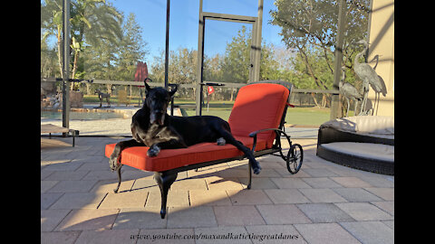 Happy Great Dane Makes Herself Comfy On Patio Chaise Lounger