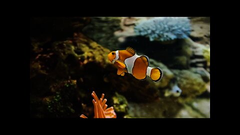 The Clown fish-Cute Clown fish/Amazing Clown Fish/Blue Planet/Nemo fish