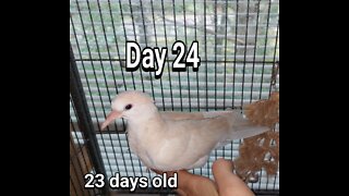 Ringneck Dove fledgling day 24
