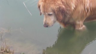 A Standoff Between A Dog And Frogs In A Pond