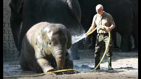 This small cute elephant was so patient while being washed by me