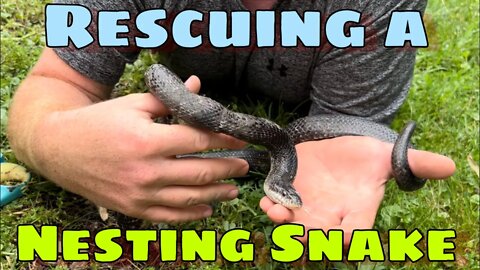 Rescuing a NESTING SNAKE! (Part 1)