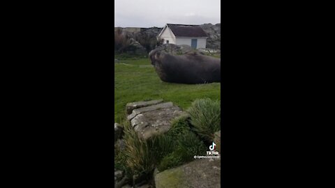 GIANT Elephant Seal Caught Outside Persons House!