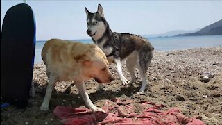 Husky teaches Labrador how to do the Kangaroo at sea!