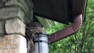 Just a bird's nest on my outdoor wall light