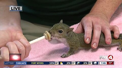 Conservancy of Southwest Florida holds baby shower event to help support wildlife hospital
