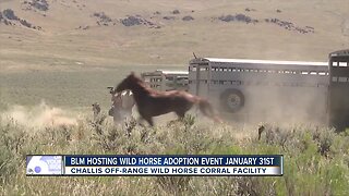 BLM wild horse adoption event
