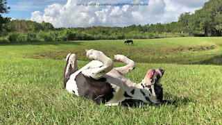 Happy Lazy Great Danes Love To Stroll And Roll In the Grass