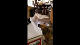 Dog Gets Owned By Dog