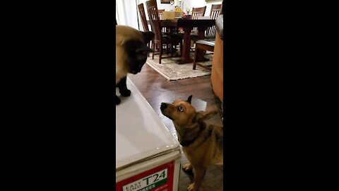 Dog Gets Owned By Dog