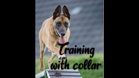 Dog training with collar