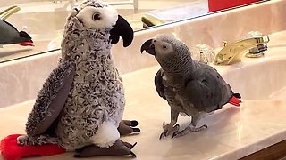 Sociable parrot makes friends with parrot stuffed animal