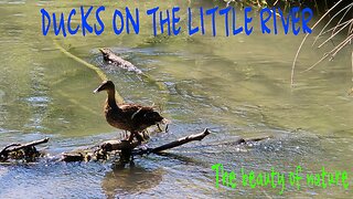 Two ducks on a small river / beautiful water birds in the water.