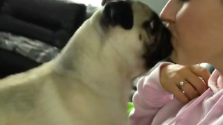 Dogs show off new kissing trick