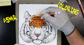 ASMR - Coloring Animals - Tiger