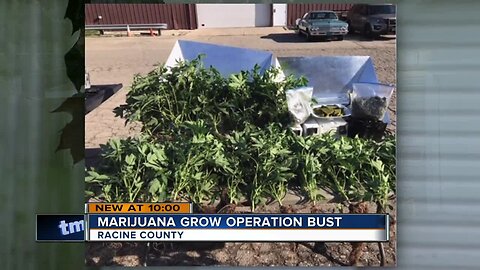 Marijuana grow operation bust in Racine County