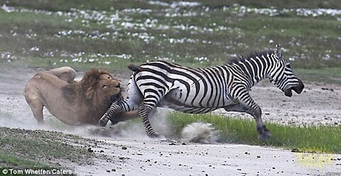 The times when prey escape from extremely violent attacks of predator - Harsh Life of Wild Animals