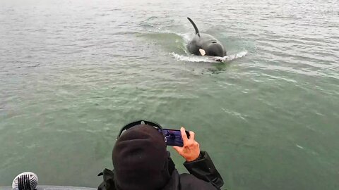 Orca close encounter | 1st time in Alaska.