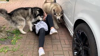 Malamutes Excitedly Swarm Their Favorite Visitor