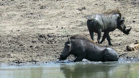 Jolly warthogs love their muddy bum scratch