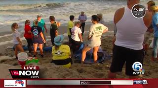 Wildlife officials attend to beached whale in Juno Beach