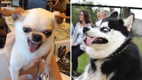 Smiling Lady Taking Free Time with Her Dog