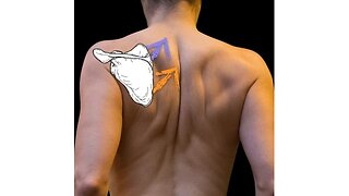 Scapulothoracic joint: Muscles and nerves