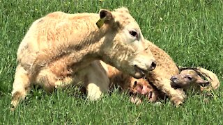 Miracle of birth caught on video as cow delivers her beautiful calf