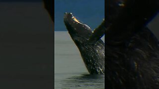 Greath Whale Jump in the Water Big Splash #shorts #nature #science