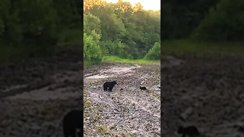 Black Bear cubs #blackbear #swamplife #southgeorgia #shorts