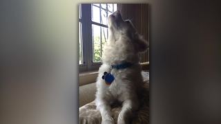 Talented Dog Loves To Sing