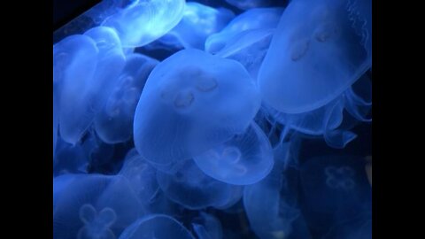 Documentary | jellyfish | Deep seas and oceans