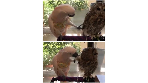 Best friends forever | funny Parrot and Owl