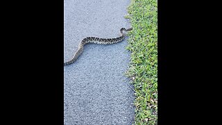 Hungry Rattlesnake looking for food!!