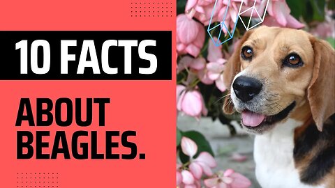 Ten interesting Facts about Beagles.