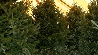 Christmas trees in short supply