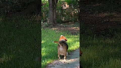 Banchee The Beagle Squirrel Hunter