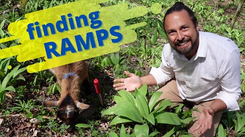 Finding Ramps | Hunting With My Goat in the Woods of North Carolina