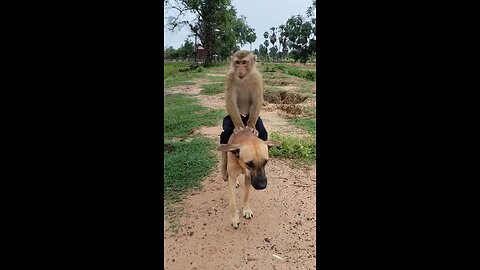 Monkey and dog friendship funny