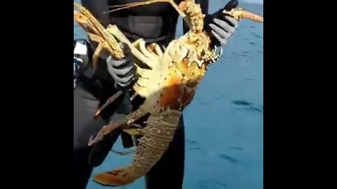 Huge lobster near me Giant Lobster Catch