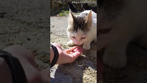 Nervous Stray Cat Eating from My Hand - Feeding Stray Cats