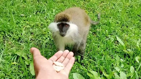 My Interaction with Grivet Monkeys. Addis Ababa, Public park.