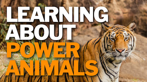 Learning About Power Animals