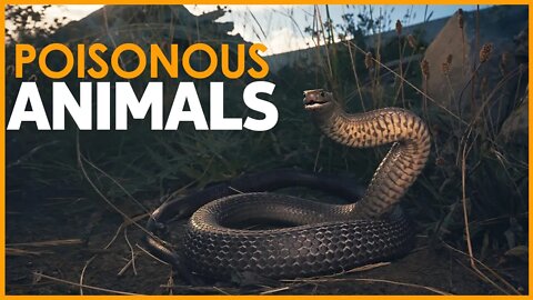 THE 9 MOST POISONOUS ANIMALS | MOST VENOM ANIMALS IN THE WORLD | SNAKE | SPIDER | FROG | OCTOPUS